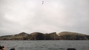 Uccelli delle Isole Ballestas